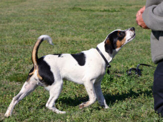 כלב חווה דני שבדי - Danish-Swedish Farmdog