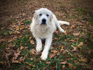 כלב הרים פירנאי - Great Pyrenees