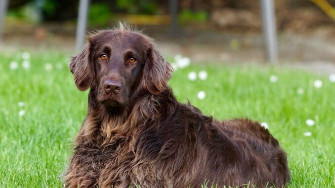 פוינטר גרמני ארוך שיער - German Longhaired Pointer