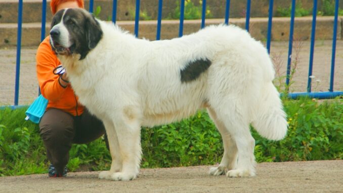 מסטיף פירנאי - Pyrenean Mastiff