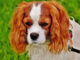 קבליר קינג צ'ארלס ספנייל - Cavalier King Charles Spaniel