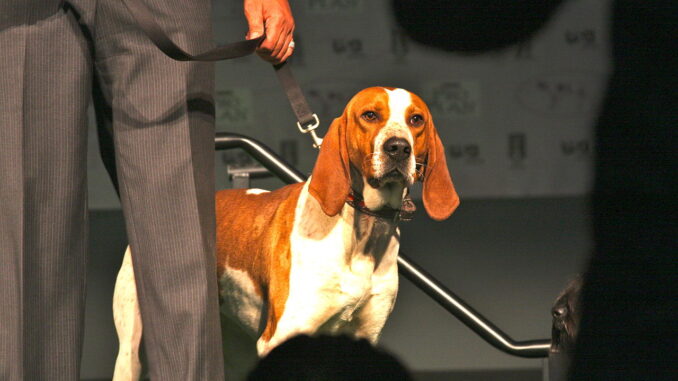 קונהאונד אנגלי אמריקאי - American English Coonhound