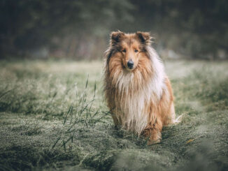 קולי - Collie