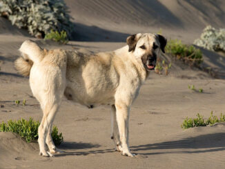 רועה אנטולי - Anatolian Shepherd Dog