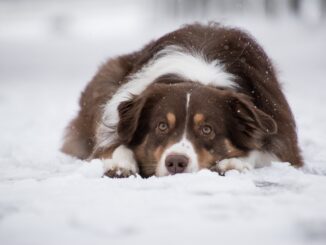 רועה אוסטרלי - Australian Shepherd