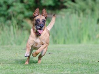 רועה בלגי מלינואה - Belgian Malinois