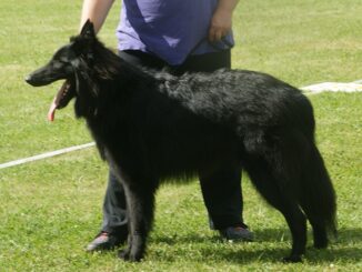 רועה בלגי - Belgian Sheepdog