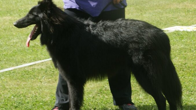 רועה בלגי - Belgian Sheepdog