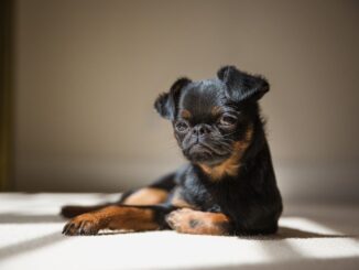 גריפון - Brussels Griffon