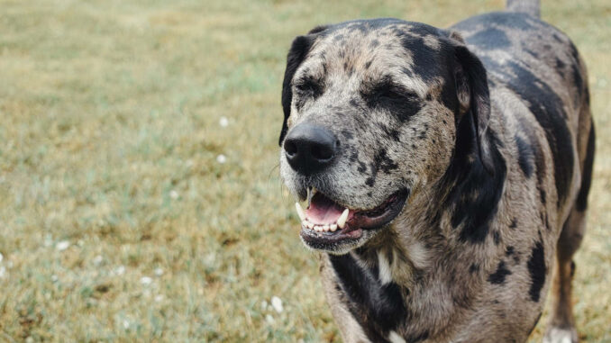 כלב נמרים קאתאהולי - Catahoula Leopard Dog