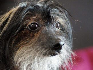 סיני מצויץ - Chinese Crested