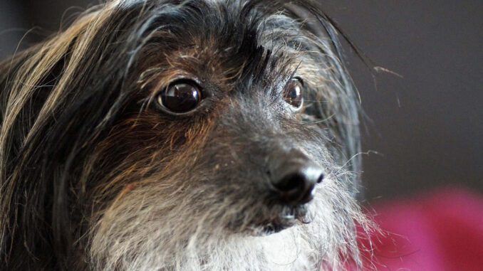 סיני מצויץ - Chinese Crested