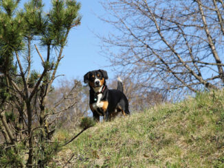 אנטלבוכר זננהונד - Entlebucher Mountain Dog