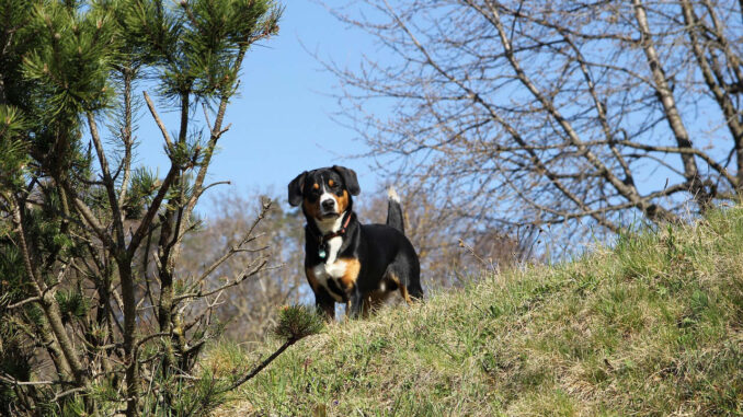 אנטלבוכר זננהונד - Entlebucher Mountain Dog