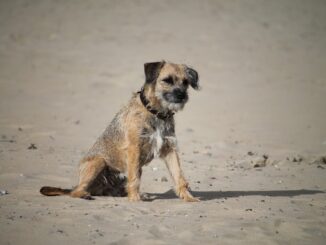 בורדר טרייר - Border Terrier