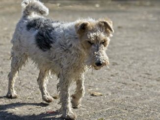 פוקס טרייר - Fox Terrier