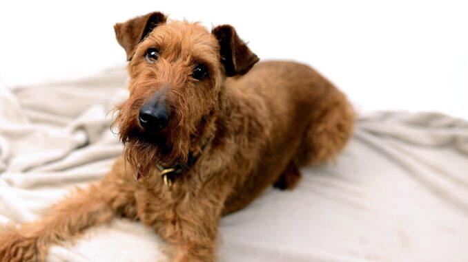 טרייר אירי - Irish Terrier