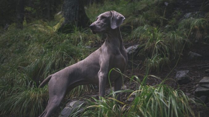 ויימרנר - Weimaraner