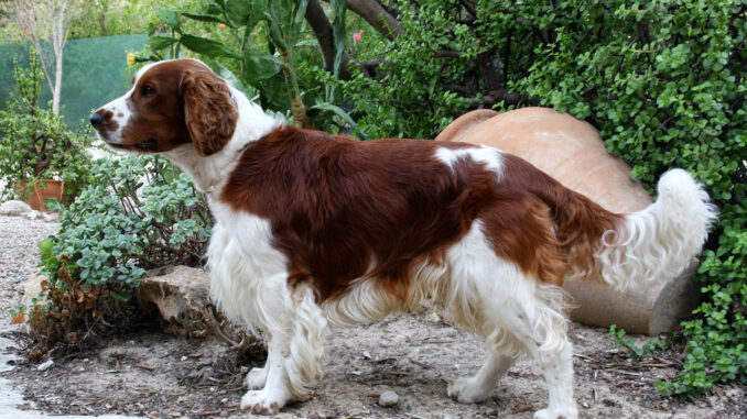 ספרינגר ספניאל וולשי - Welsh Springer Spaniel