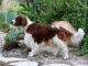 ספרינגר ספניאל וולשי - Welsh Springer Spaniel