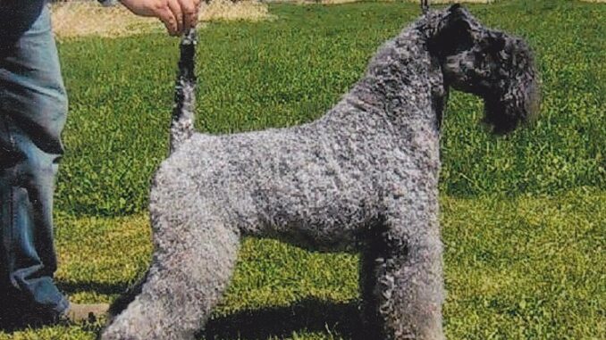 טרייר קרי כחול - Kerry Blue Terrier