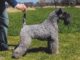 טרייר קרי כחול - Kerry Blue Terrier