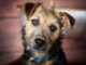 לייקלנד טרייר - Lakeland Terrier