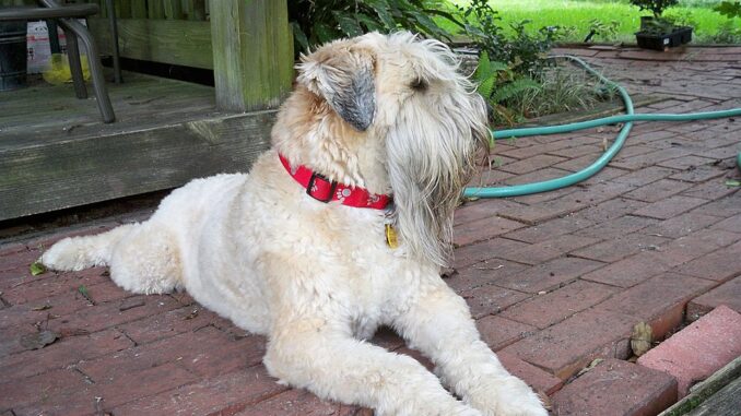 טרייר אירי רך שיער - Soft Coated Wheaten Terrier